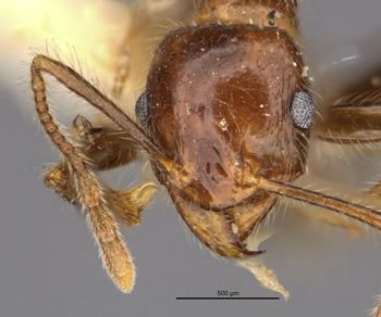 Media type: image;   Entomology 29033 Aspect: head frontal view